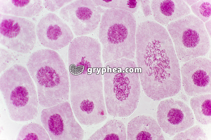 Mitose racine d'Ail (prophases, fin de télophase) coloration Carmin acétique x200 - gryphea.com